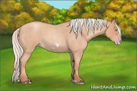 Horse Color:Silver Amber Champagne Roan Frame 