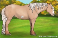 Horse Color:Silver Amber Champagne Frame