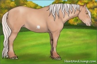 Horse Color:Silver Amber Champagne Frame 