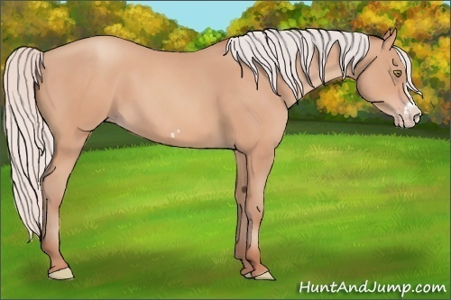 Horse Color: Silver Amber Champagne Frame 