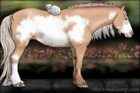 Horse Color:Silver Amber Champagne Frame 