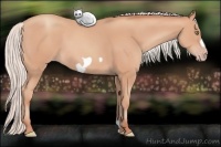 Horse Color:Silver Amber Champagne Frame 