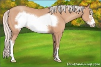 Horse Color:Silver Amber Champagne Frame 