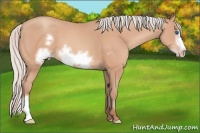 Horse Color:Silver Amber Champagne Frame 
