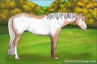 Horse Color:Silver Amber Champagne Frame 