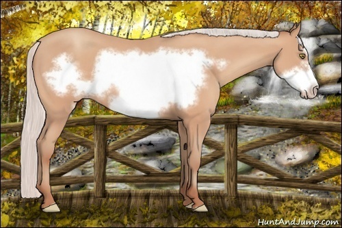 Horse Color: Silver Amber Champagne Frame 