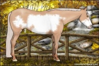 Horse Color:Silver Amber Champagne Frame 