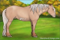 Horse Color:Silver Amber Champagne Frame 