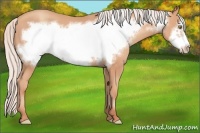Horse Color:Silver Amber Champagne Frame 