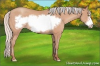 Horse Color:Silver Amber Champagne Frame 