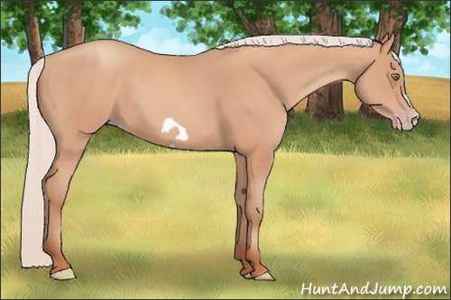Horse Color: Silver Amber Champagne Frame 