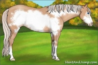 Horse Color:Silver Amber Champagne Frame 