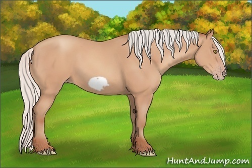 Horse Color: Silver Amber Champagne Frame 