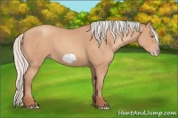 Horse Color:Silver Amber Champagne Frame