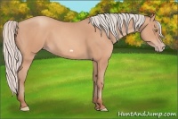 Horse Color:Silver Amber Champagne Frame 