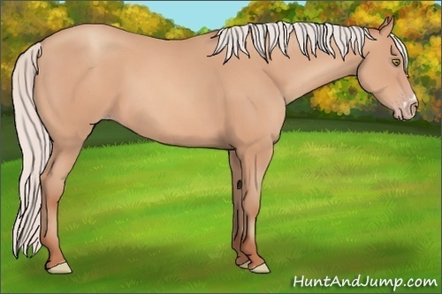 Horse Color: Silver Amber Champagne Frame 