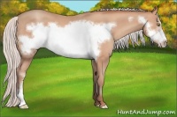 Horse Color:Silver Amber Champagne Frame 