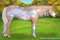 Horse Color:Silver Amber Champagne Frame 