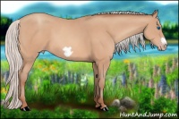 Horse Color:Silver Amber Champagne Frame 