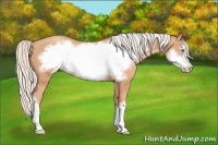 Horse Color:Silver Amber Champagne Frame 