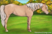 Horse Color:Silver Amber Champagne Frame 