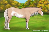 Horse Color:Silver Amber Champagne Roan Frame 