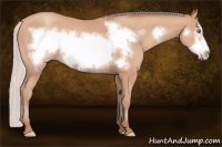 Horse Color:Silver Amber Champagne Frame 
