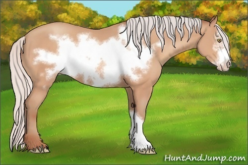 Horse Color: Silver Amber Champagne Frame 