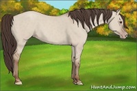 Horse Color:Classic Champagne Dun 