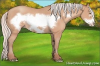 Horse Color:Silver Amber Champagne Frame 