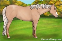 Horse Color:Silver Amber Champagne Frame 