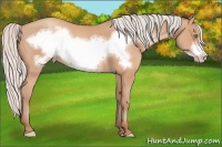 Horse Color:Silver Amber Champagne Roan Frame 