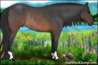 Horse Color:Brown Roan Rabicano 