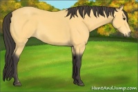 Horse Color:Buckskin 