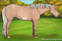 Horse Color:Silver Amber Champagne Frame 