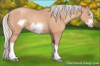 Horse Color:Silver Amber Champagne Frame 