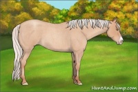 Horse Color:Silver Amber Champagne Roan Frame 