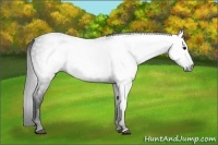 Horse Color:Gray Black 
