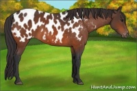 Horse Color:Bay Appaloosa 