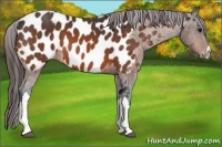 Horse Color:Bay Appaloosa 