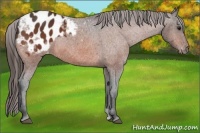 Horse Color:Bay Appaloosa 