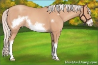 Horse Color:Silver Amber Champagne Frame 