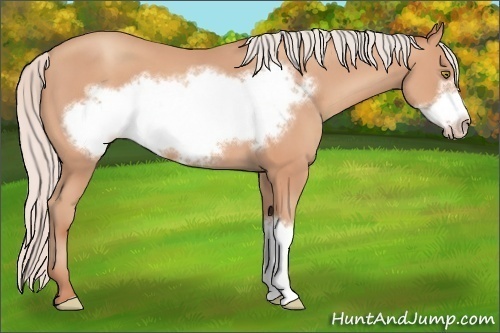 Horse Color: Silver Amber Champagne Frame 