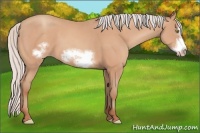 Horse Color:Silver Amber Champagne Frame 