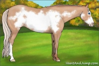 Horse Color:Silver Amber Champagne Frame 