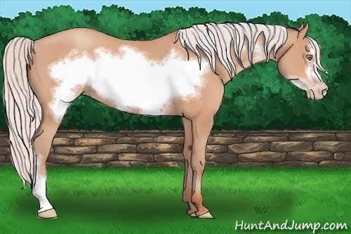 Horse Color: Silver Amber Champagne Frame 