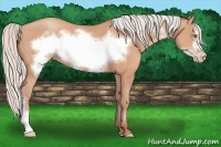 Horse Color:Silver Amber Champagne Frame 