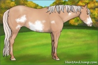 Horse Color:Silver Amber Champagne Frame 