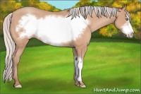 Horse Color:Silver Amber Champagne Frame 