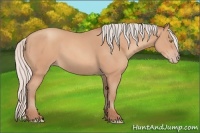 Horse Color:Silver Amber Champagne Frame 
